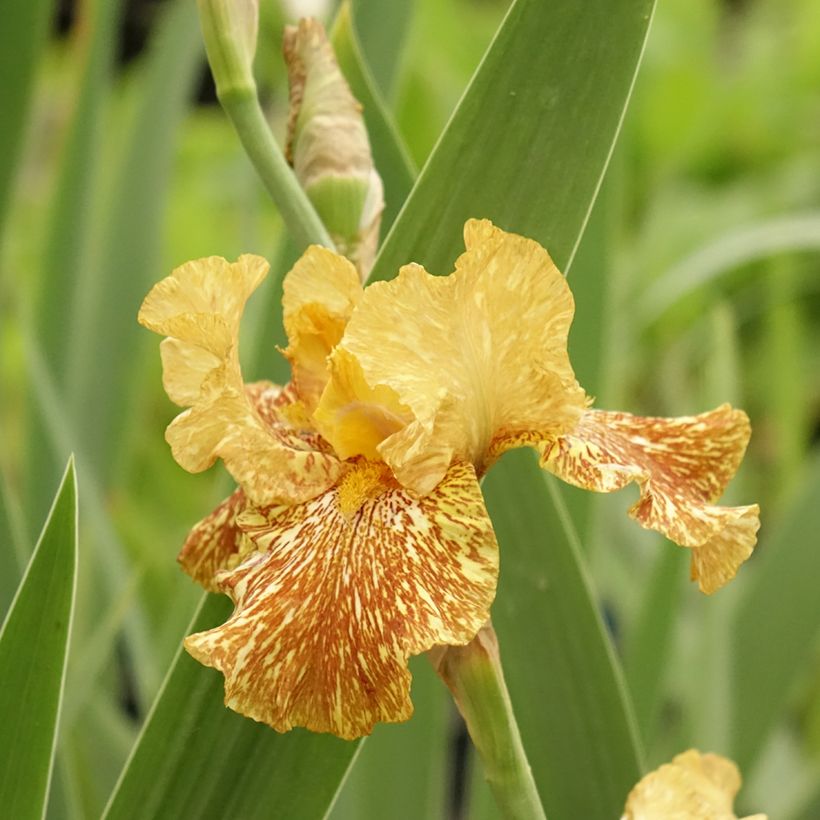 Iris germanica Tiger Honey (Flowering)