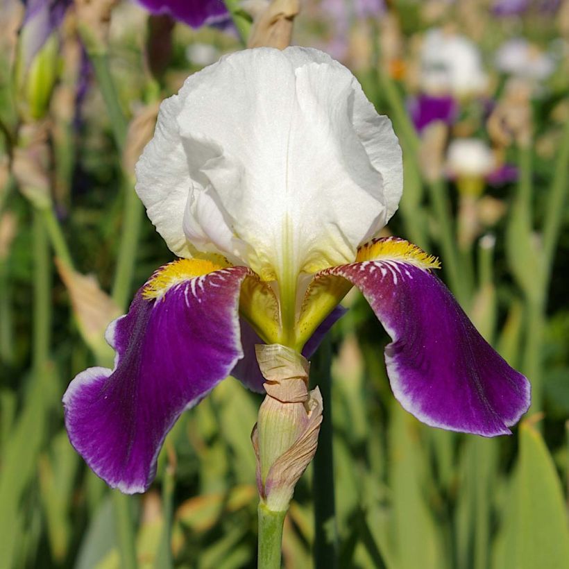 Iris germanica Wabash - Grand iris des jardins (Flowering)