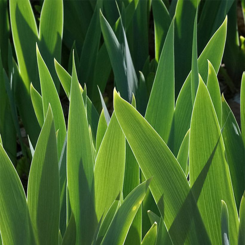 Iris germanica Yaquina Blue - Iris des Jardins (Foliage)