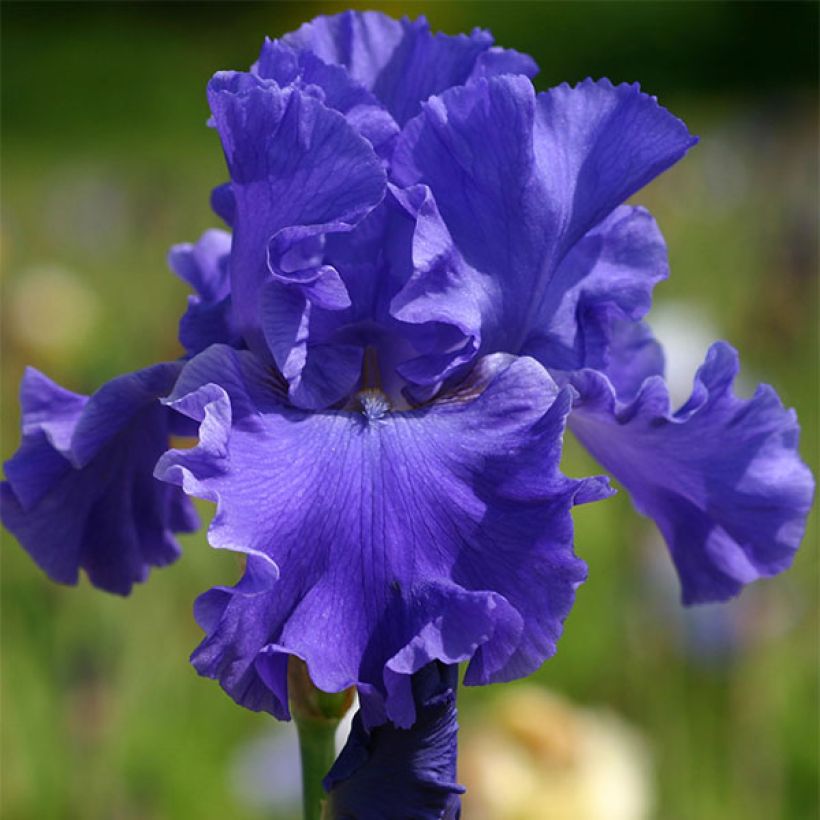 Iris germanica Yaquina Blue - Iris des Jardins (Flowering)