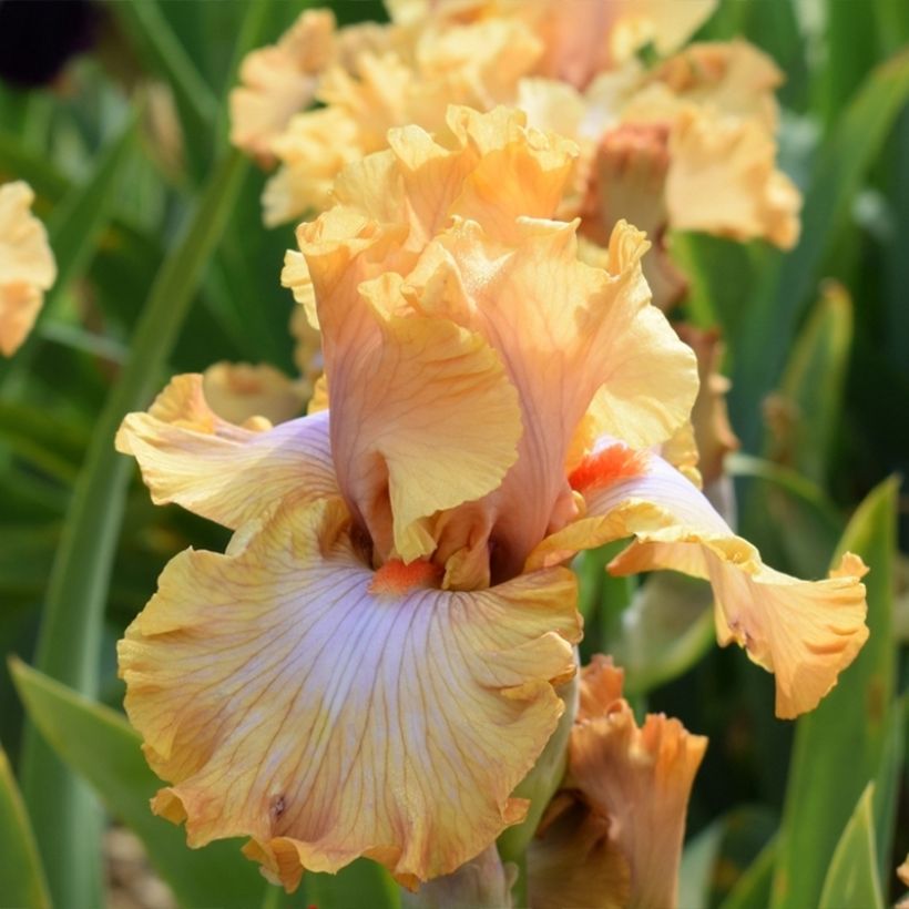 Iris germanica Ambertine - Grand Iris des Jardins (Flowering)