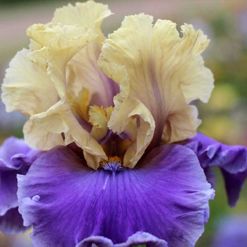 Iris germanica Guernazelle - Iris des Jardins (Flowering)