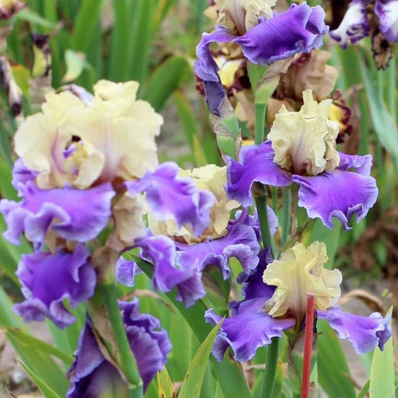 Iris germanica Guernazelle - Iris des Jardins (Plant habit)