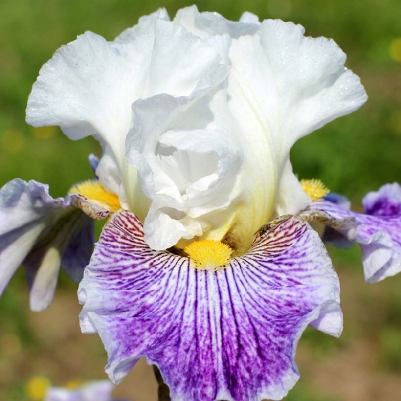 Iris germanica Palette De Peintre - Iris des Jardins (Flowering)
