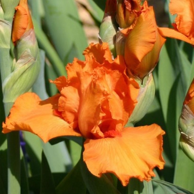 Iris germanica Poil De Carotte - Iris de bordure (Flowering)