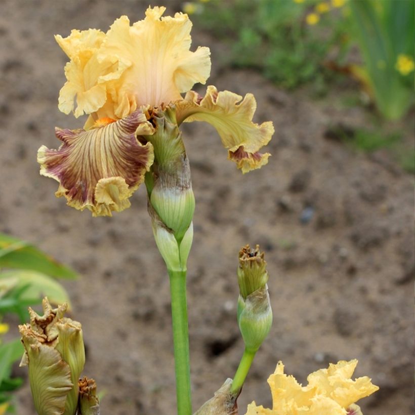 Iris germanica Vieilles Vignes - Iris des Jardins (Flowering)