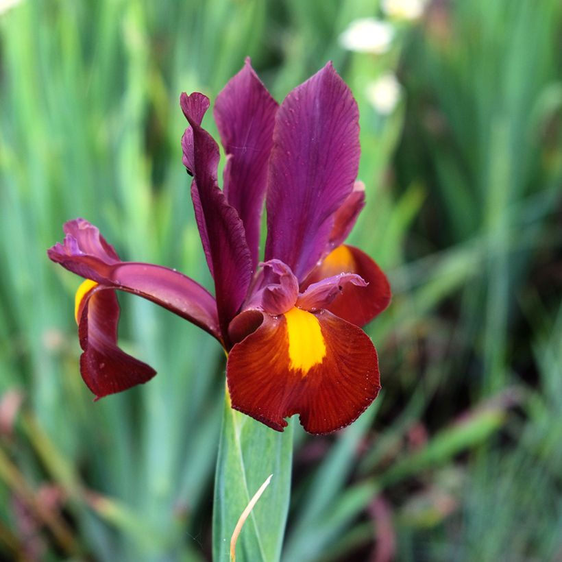 Iris de Hollande Red Ember - Iris hollandica (Flowering)