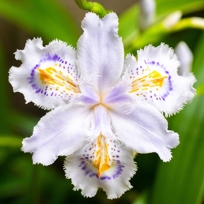 Iris japonica - Iris du Japon  (Flowering)