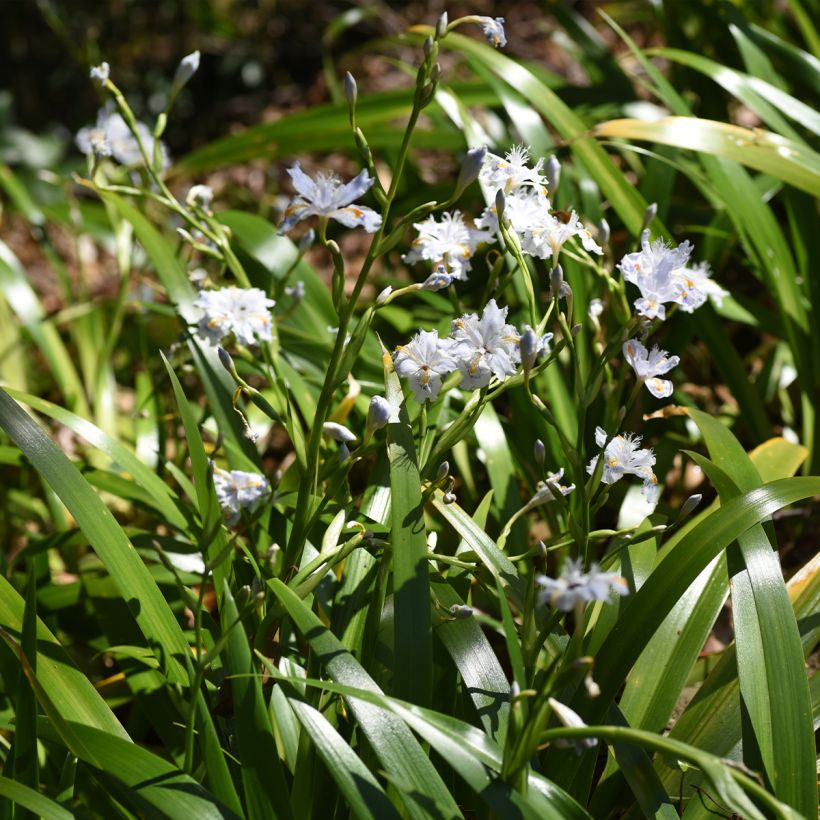 Iris japonica - Iris du Japon  (Plant habit)