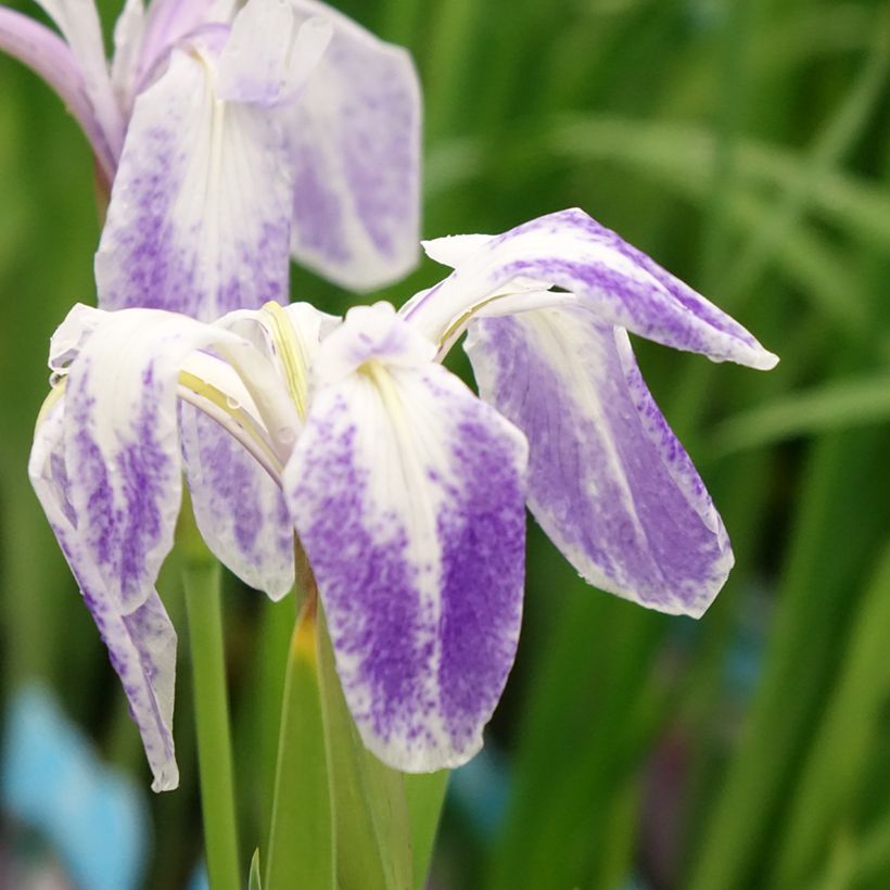 Iris laevigata Mottled Beauty - Iris d'eau japonais (Flowering)