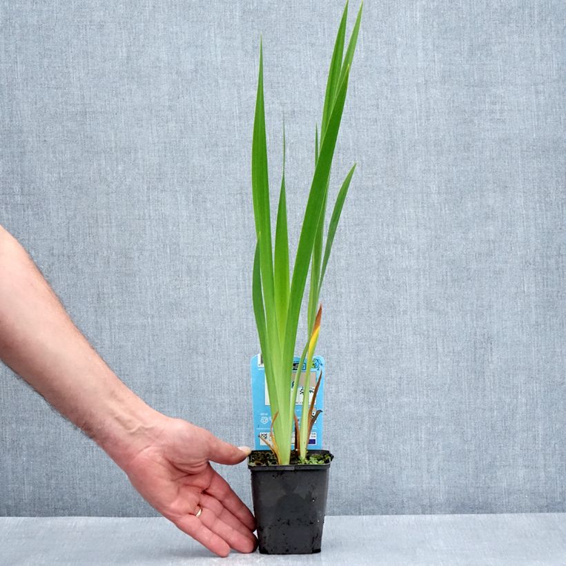 Example of Iris laevigata Mottled Beauty - Iris d'eau japonais Godet de 8/9 cm as you get in printemps