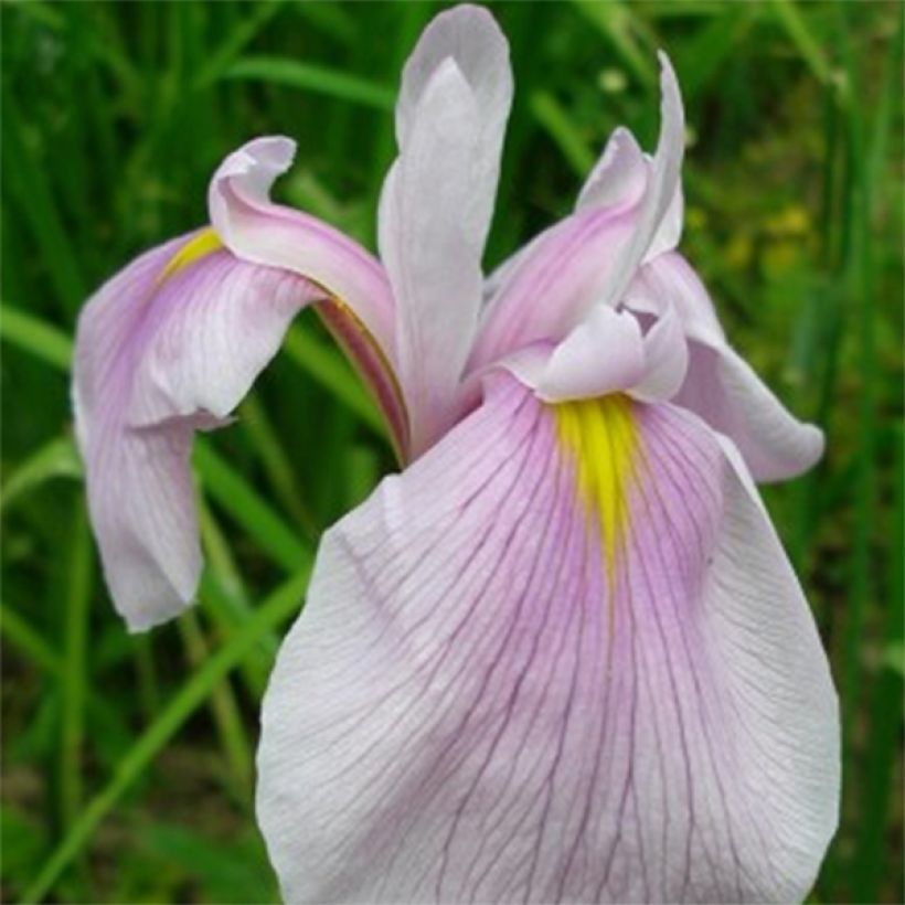 Iris laevigata Queen Victoria - Iris d'eau japonais (Flowering)