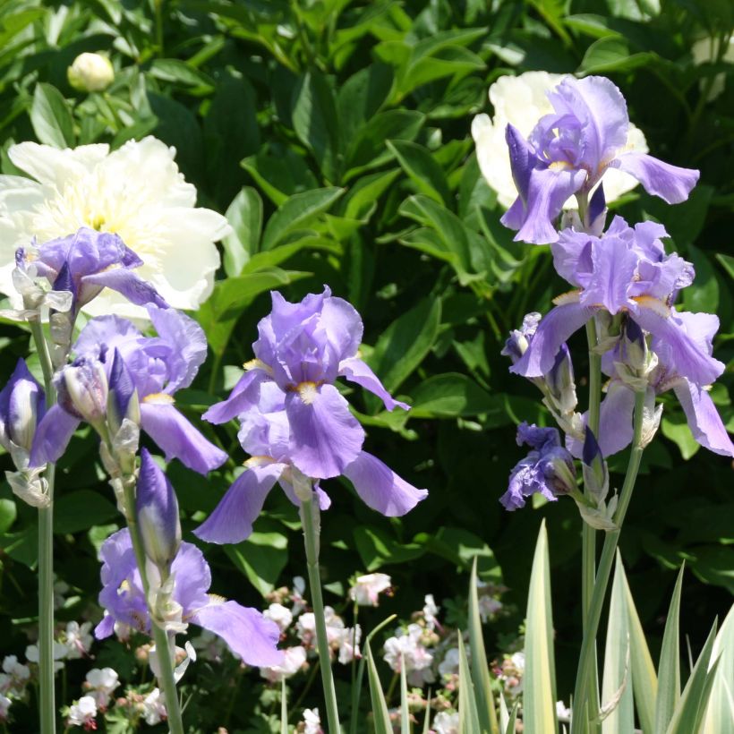 Iris pallida Variegata - Iris pâle panaché de jaune (Flowering)
