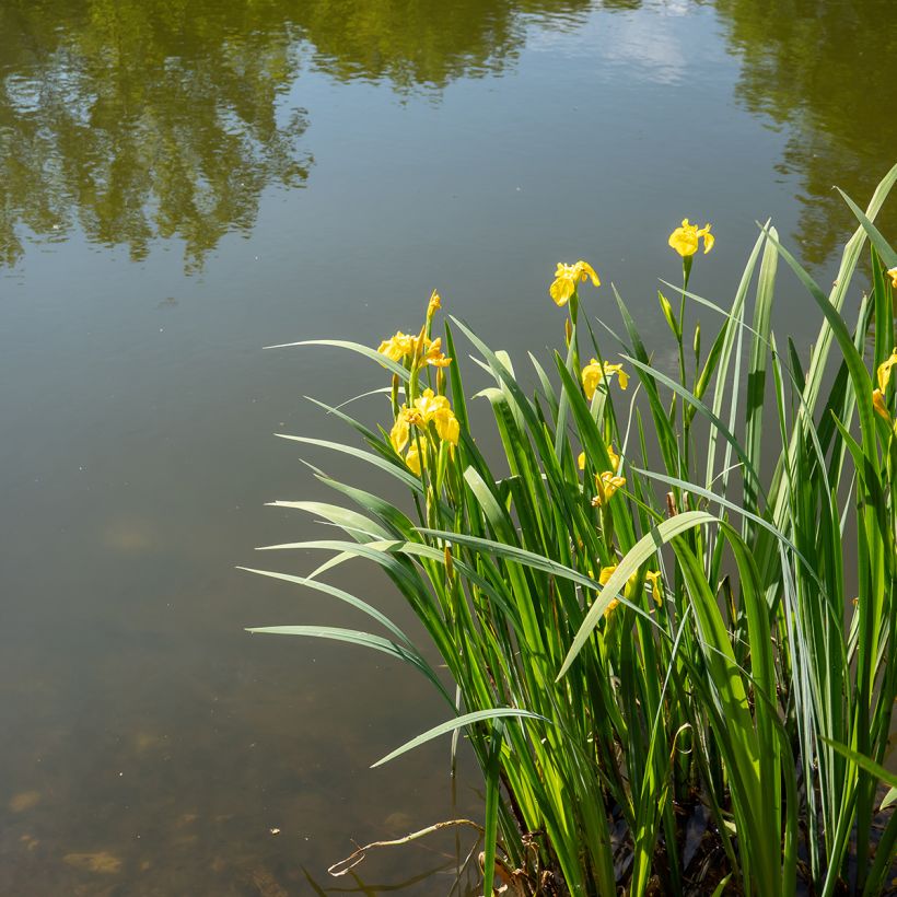 Iris pseudacorus - Iris des marais (Plant habit)