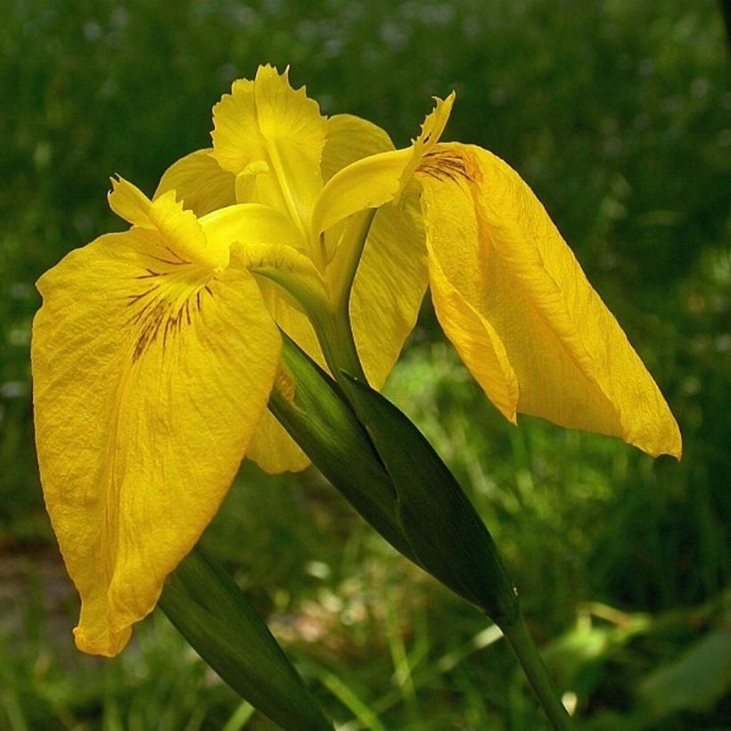 Iris des marais - Iris pseudacorus Variegata (Flowering)