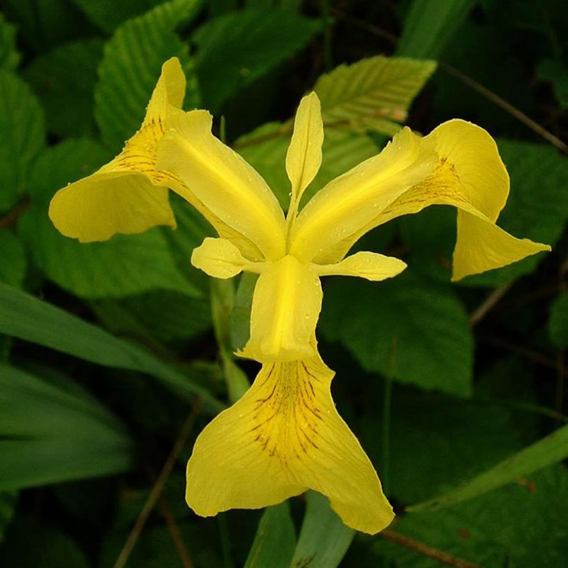 Iris pseudacorus - Iris des marais (Flowering)