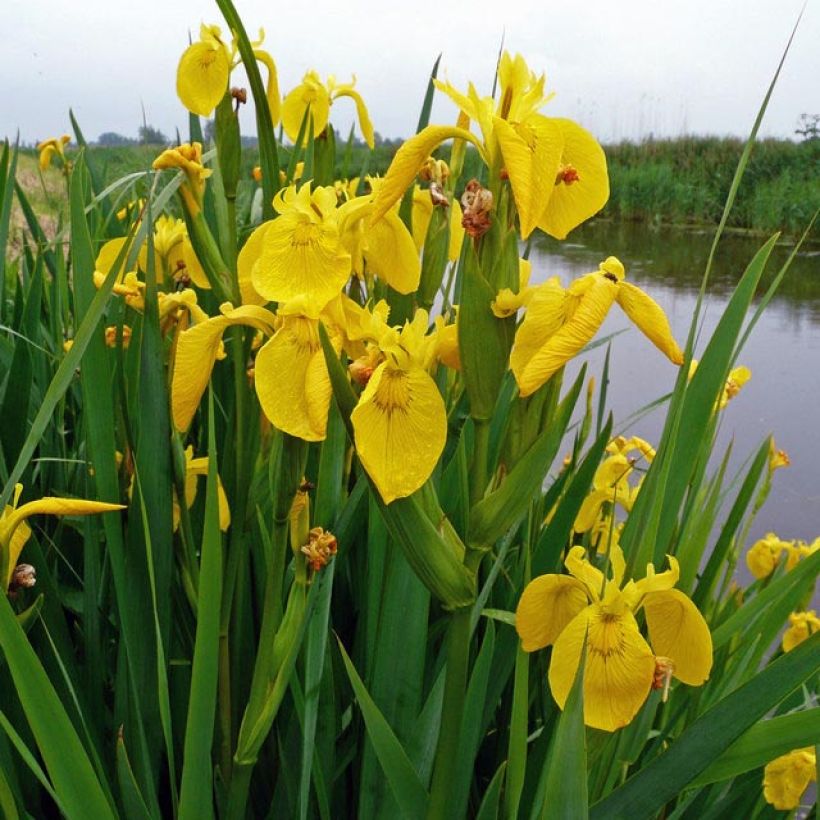 Iris pseudacorus - Iris des marais (Foliage)