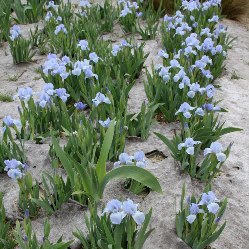 Iris pumila Azurea - Iris nain ou Iris de rocaille (Plant habit)