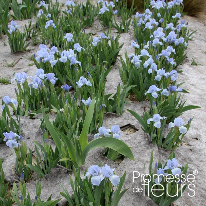 Iris pumila Blue Denim - Iris des Jardins nain (Plant habit)