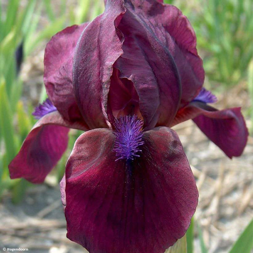Iris pumila Cherry Garden - Iris des Jardins nain (Flowering)
