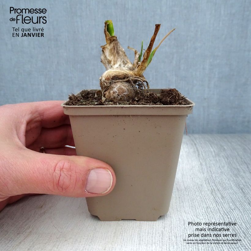 Example of Iris pumila La Ballet - Iris nain ou de rocaille Godet de 8/9 cm as you get in hiver