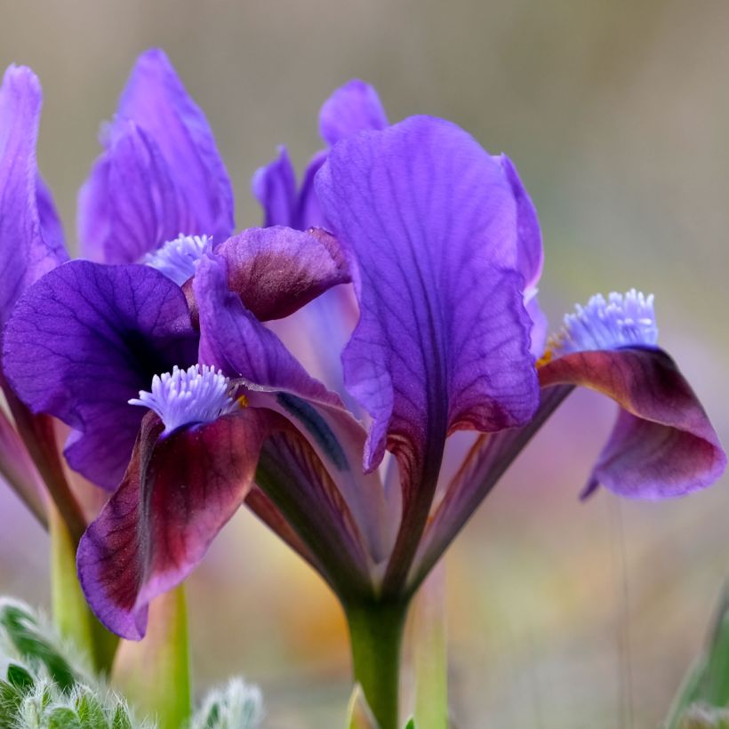 Iris pumila Daring Do - Iris nain ou de rocaille (Flowering)