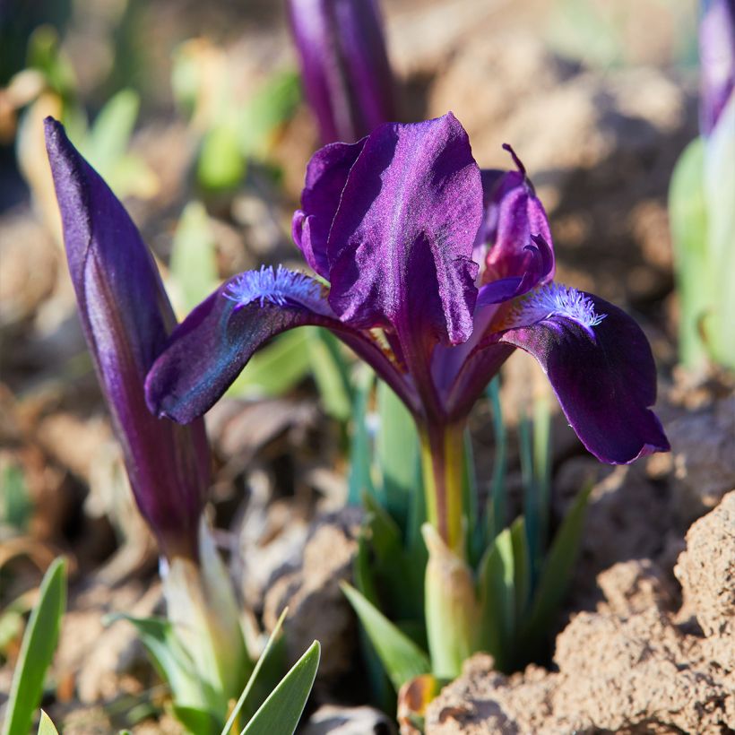 Iris pumila Daring Do - Iris nain ou de rocaille (Plant habit)