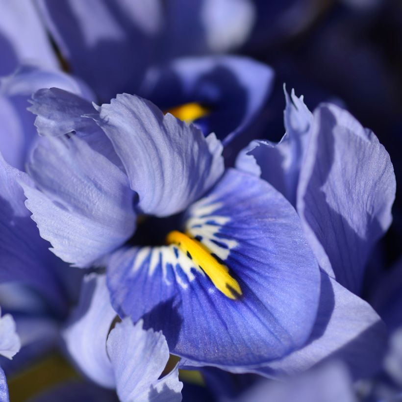 Iris reticulata Alida - Iris réticulé (Flowering)