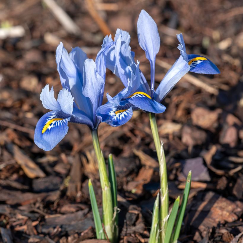 Iris reticulata Alida - Iris réticulé (Plant habit)
