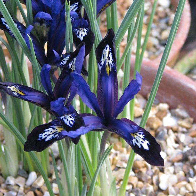 Iris reticulata Blue Note (Flowering)