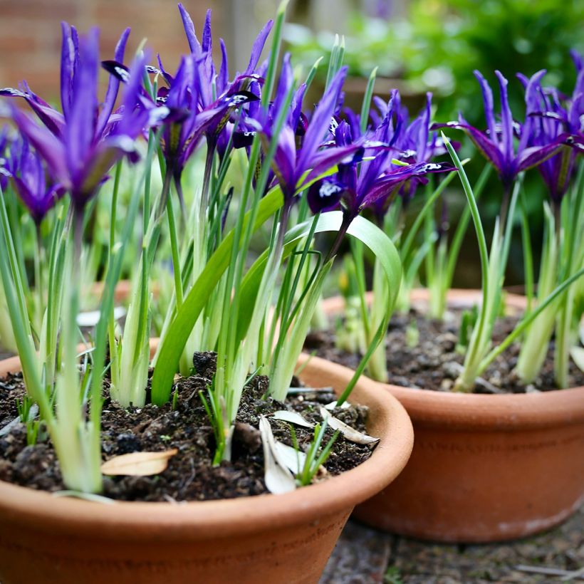 Iris reticulata Blue Note (Plant habit)