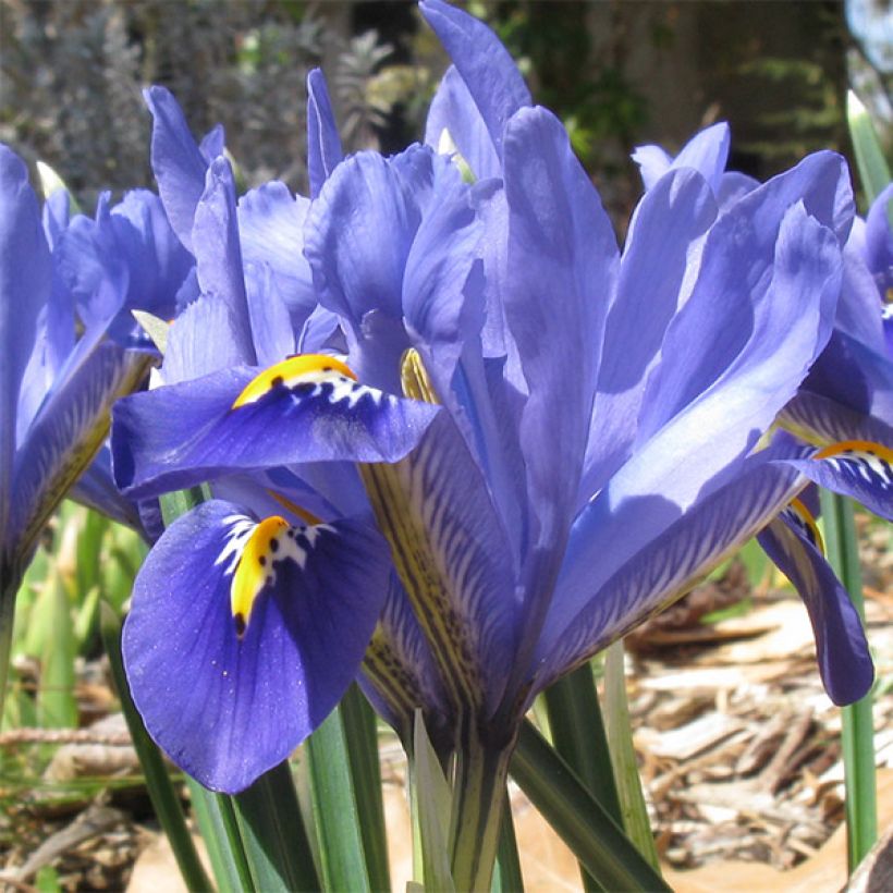 Iris reticulata Cantab (Flowering)
