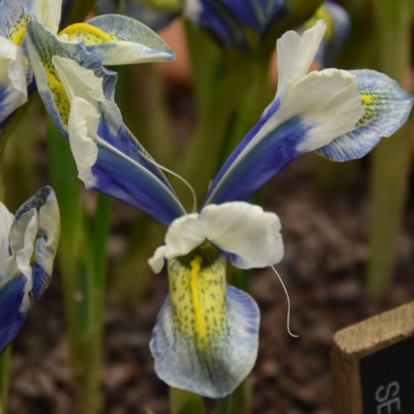 Iris reticulata Sea Breeze (Flowering)