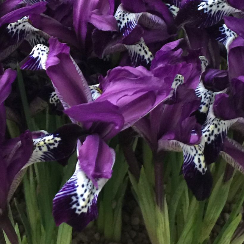 Iris reticulata Spot On (Flowering)