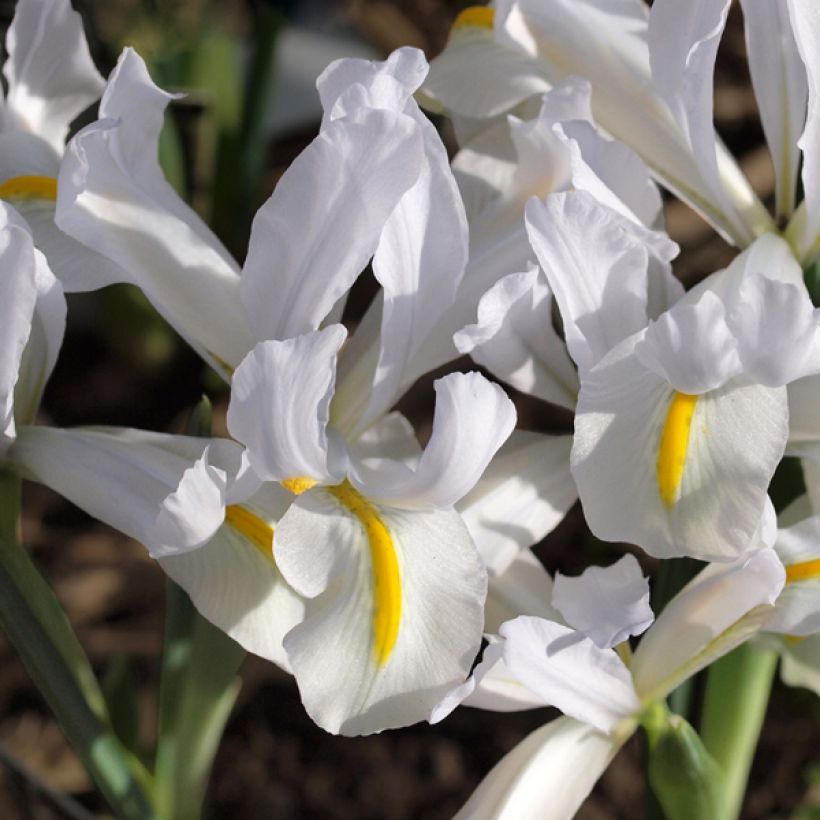 Iris reticulata White Caucasus (Flowering)
