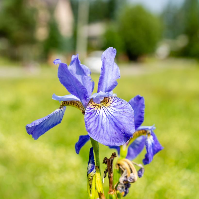 Iris sibirica Fran's gold - Iris de Sibérie (Flowering)