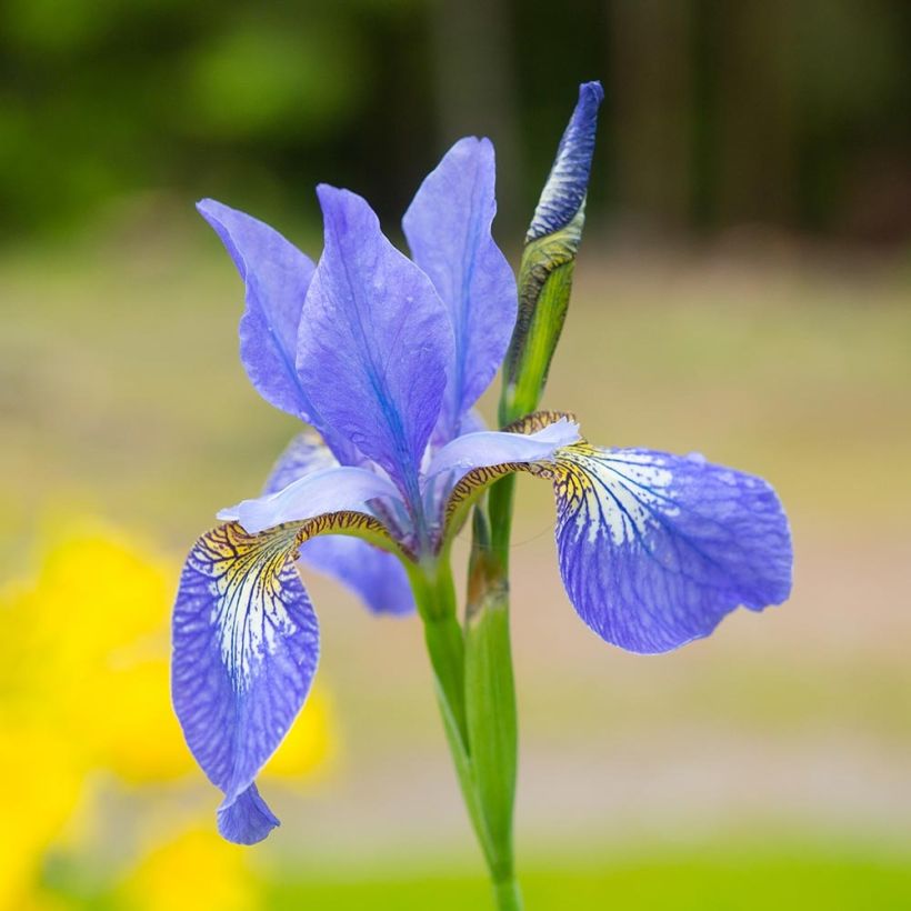 Iris de Sibérie - Iris sibirica Blue Moon (Flowering)