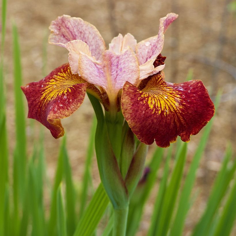 Iris sibirica Paprikash - Iris de Sibérie (Flowering)