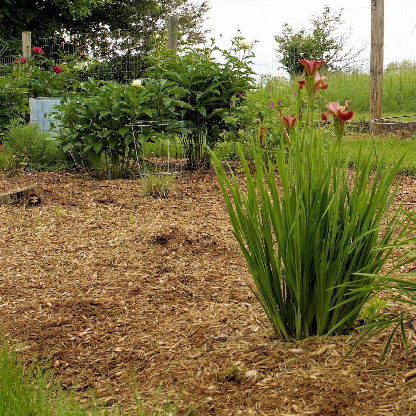 Iris sibirica Paprikash - Iris de Sibérie (Plant habit)