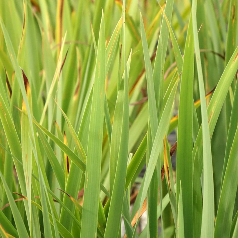 Iris sibirica Purplelicious - Iris de Sibérie (Foliage)