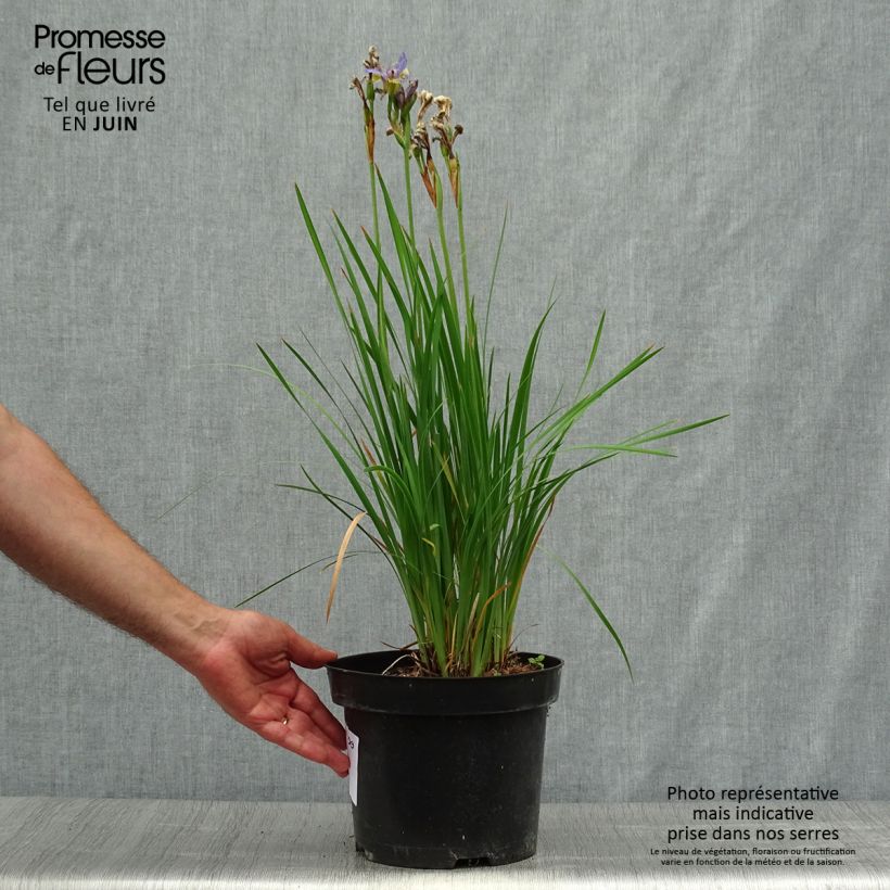 Example of Iris sibirica Tipped in Blue - Iris de Sibérie Pot de 4L/5L as you get in ete
