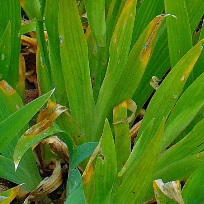 Iris tectorum - Iris des toits (Foliage)