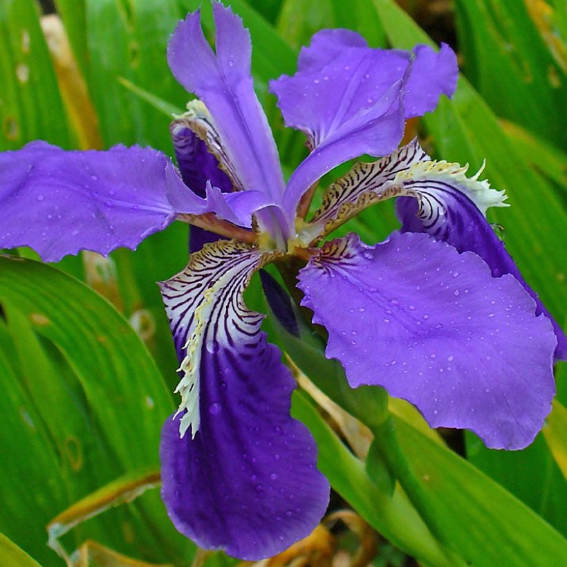 Iris tectorum - Iris des toits (Flowering)