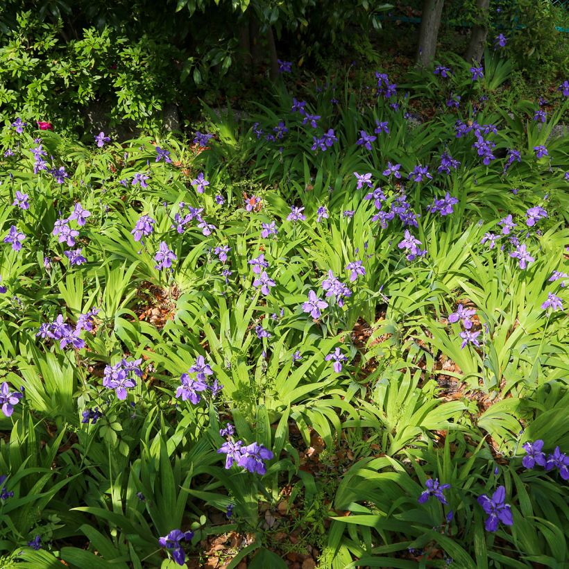 Iris tectorum - Iris des toits (Plant habit)