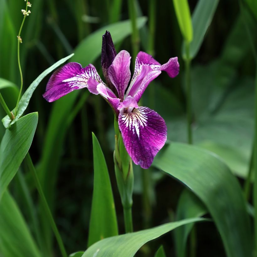 Iris versicolor Berlin Versilaev (Plant habit)