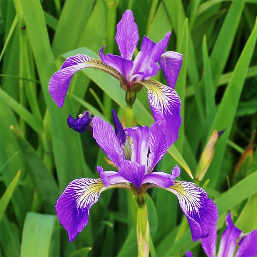 Iris versicolor Kermesina - Iris des marais (Flowering)