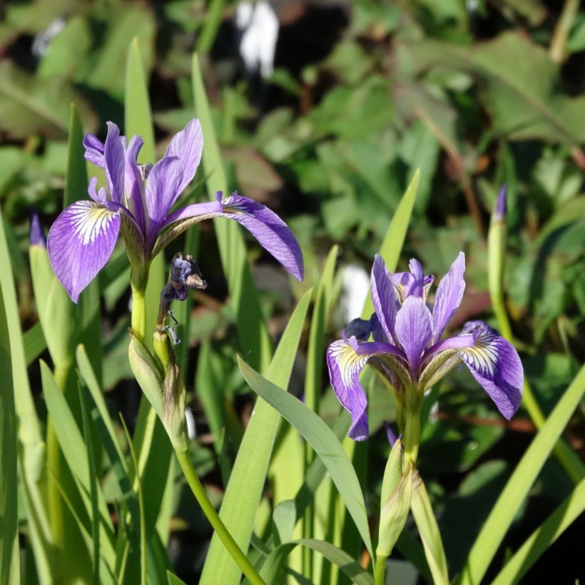 Iris versicolor Variegata - Iris versicolore panaché. (Flowering)