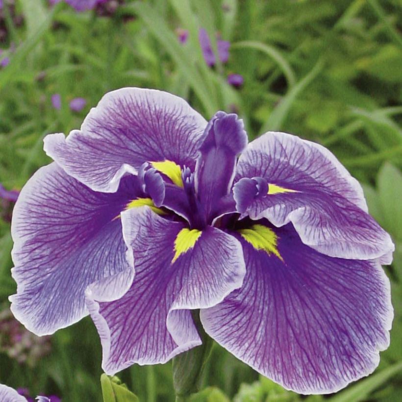 Iris du Japon - Iris ensata Crystal Halo (Flowering)