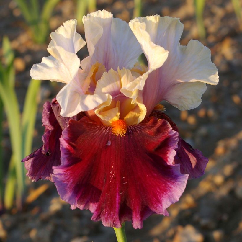 Iris germanica Dance Hall Dandy (Flowering)