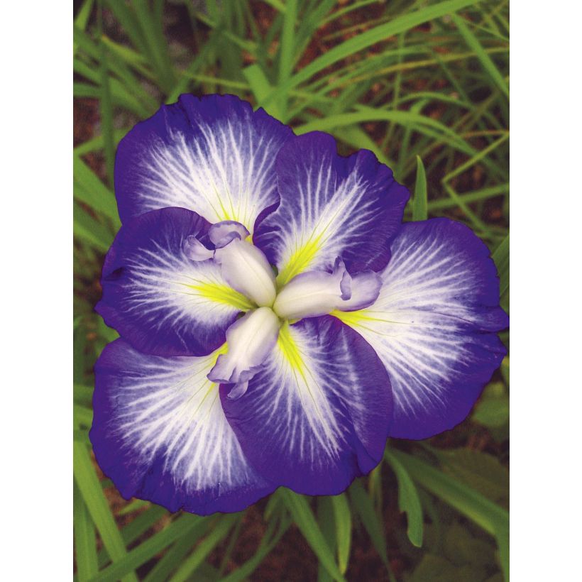 Iris du Japon - Iris ensata Gusto (Flowering)